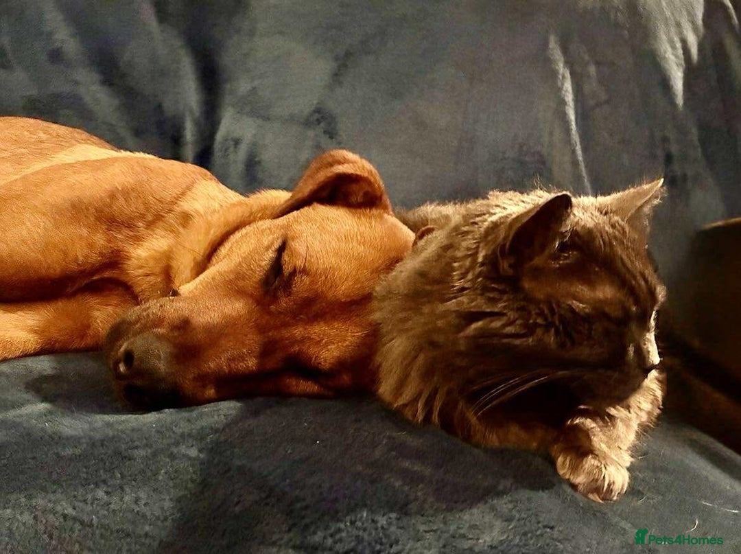 Mixed Breed dogs for adoption: Sasha with a zest for life  - Advert 3