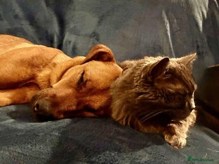 Mixed Breed dogs Sasha with a zest for life - Advert 10