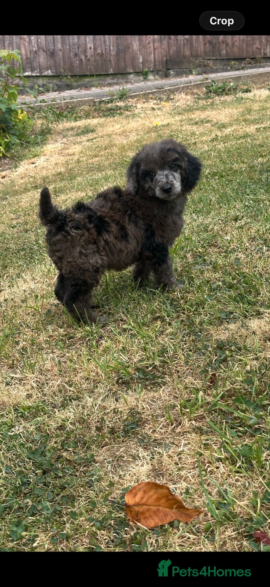 Miniature Poodle dogs 🌟🌟5 star licenced breeder🌟🌟 - Advert 2