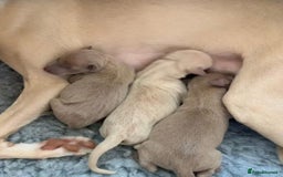 Italian Greyhound dogs for stud: MR MILO AT STUD ( HEALTH TESTED ) in Batley - Image 16