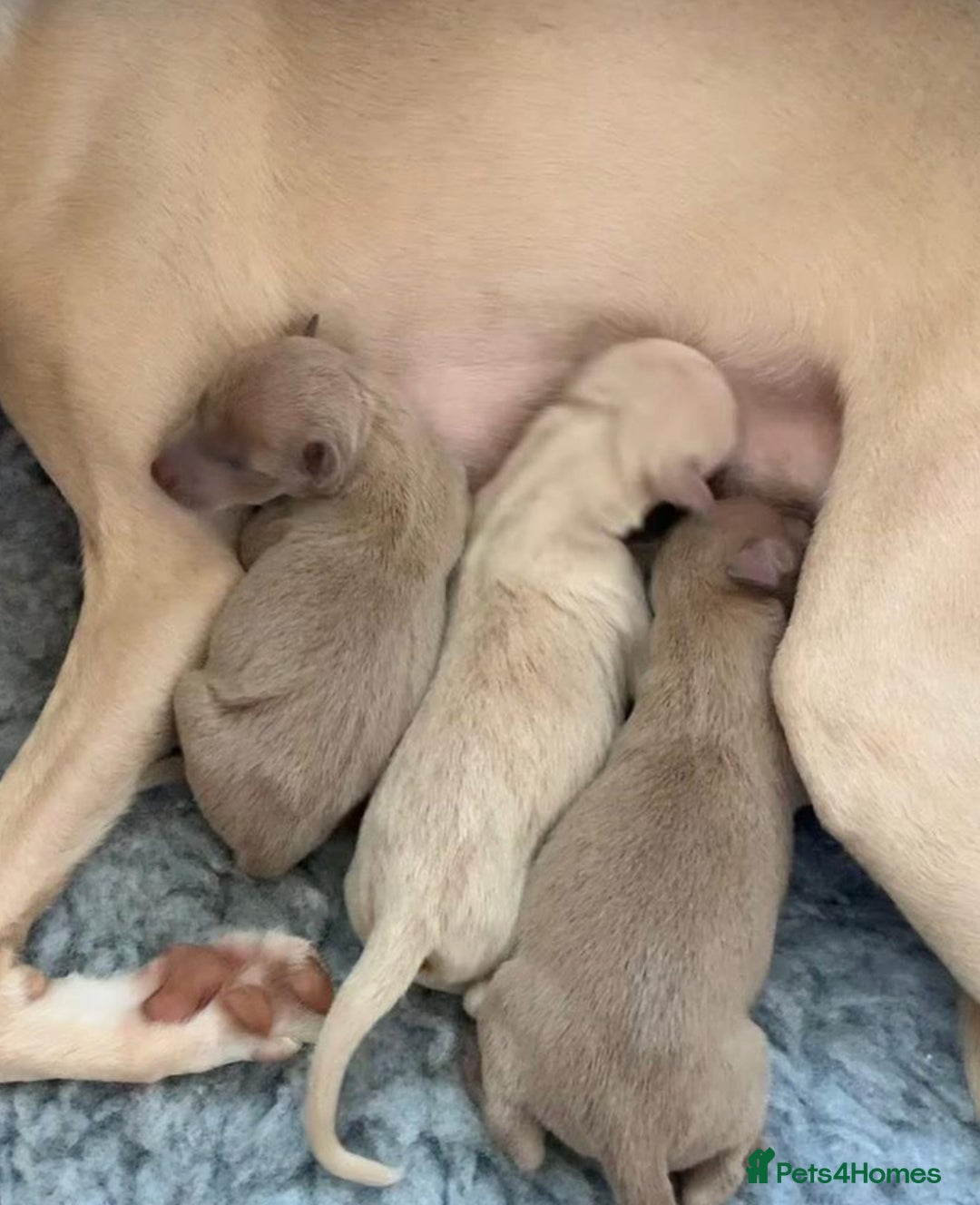 Italian Greyhound dogs for stud: MR MILO AT STUD ( HEALTH TESTED ) in Batley - Image 16
