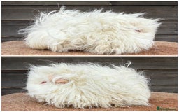 Guinea Pig rodents for sale: Tort & White & Lunkarya (please see description) - Image 1