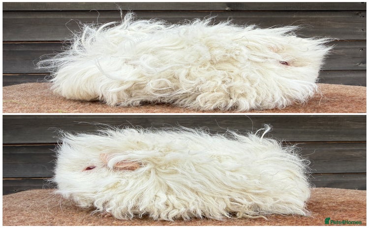 Guinea Pig rodents - Advert 13