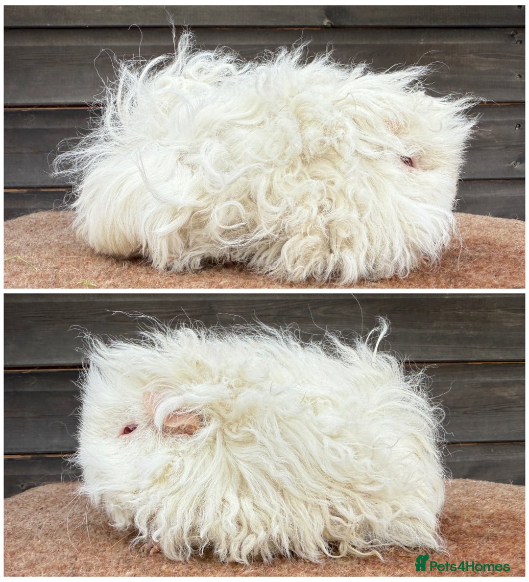 Guinea Pig rodents for sale: Tort & White & Lunkarya (please see description) - Image 1