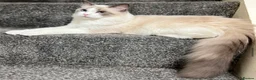 Ragdoll cats for sale: Beautiful male ragdoll kittens - Advert 32