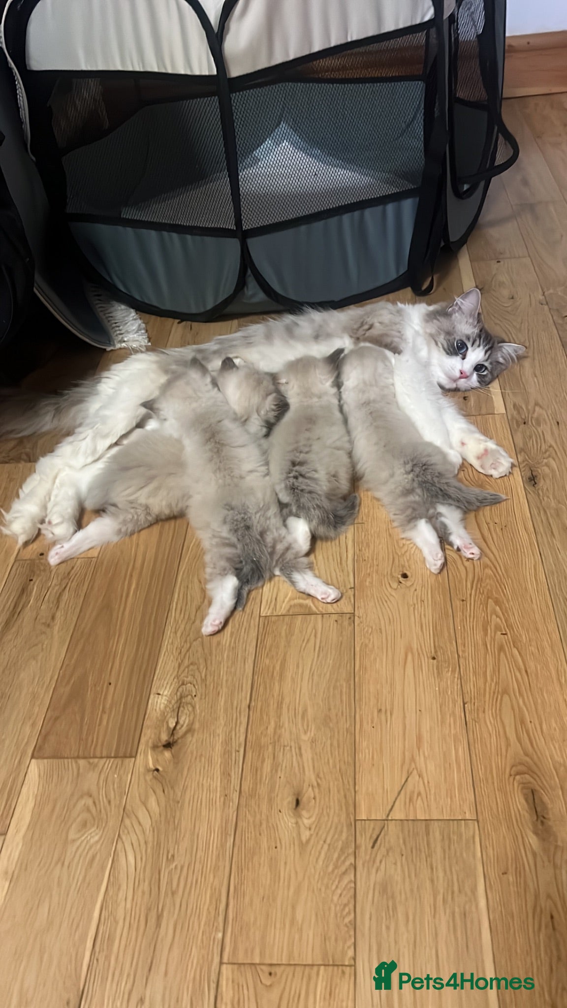 Ragdoll cats Stunning pure ragdoll kittens - Advert 2