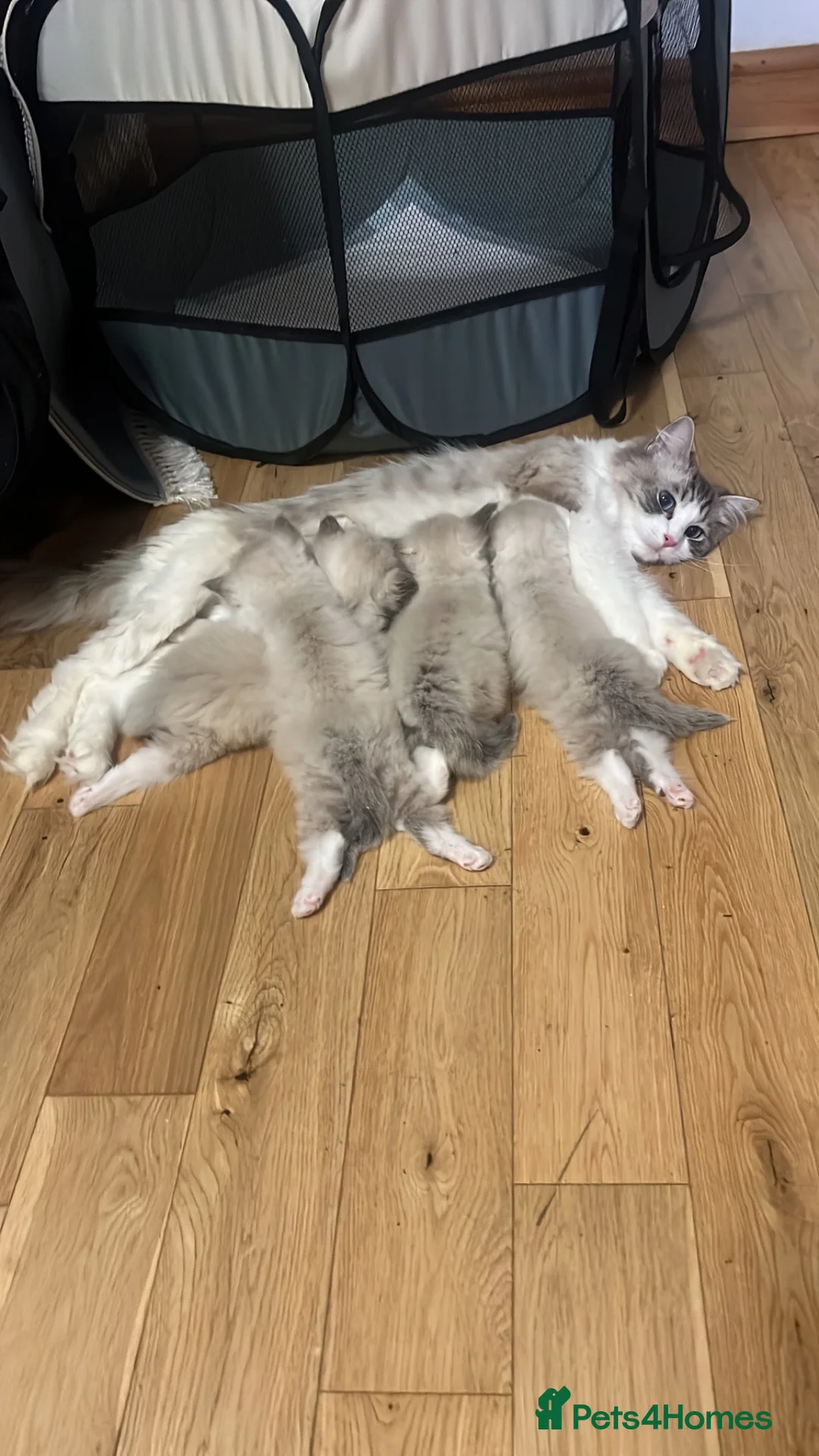 Ragdoll cats for sale: Stunning pure ragdoll kittens - Advert 2