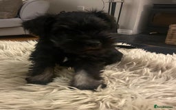 Miniature Schnauzer dogs for sale: KC reg Beautiful miniature Schnauzer puppies  - Image 13