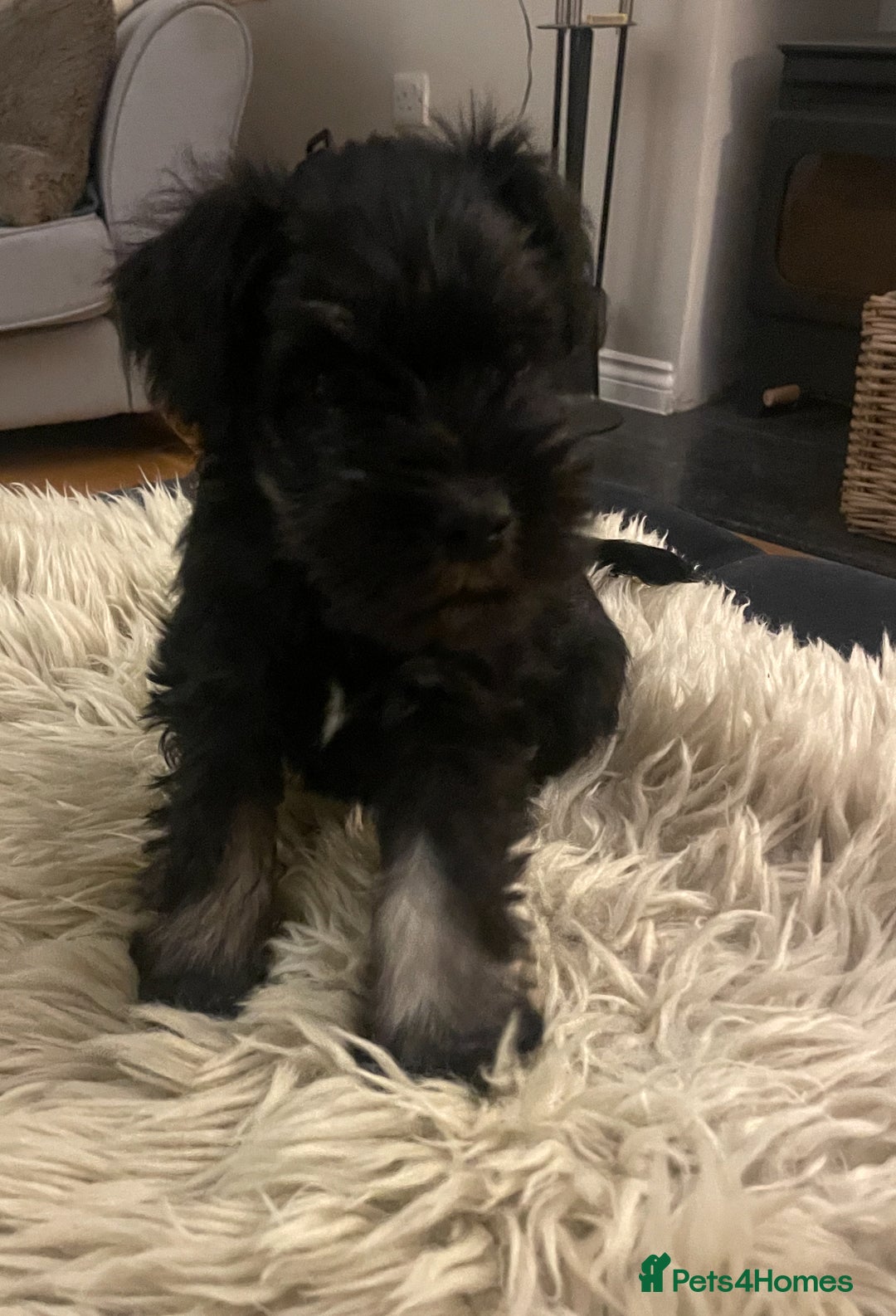 Miniature Schnauzer dogs for sale: KC reg Beautiful miniature Schnauzer puppies  - Image 13