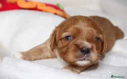Cavalier King Charles Spaniel dogs for sale: 🌟Rare F1b Reverse Cavapoo(3/4 Cavalier1/4 Poodle) - Image 11
