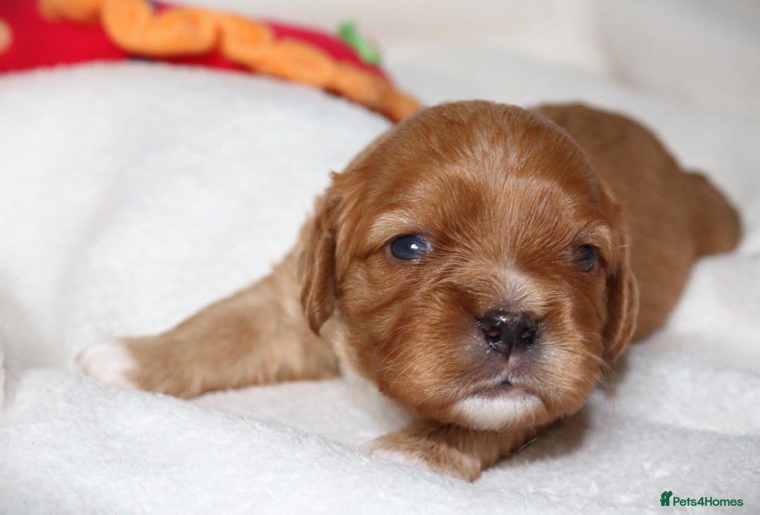 Cavalier King Charles Spaniel dogs for sale: 🌟Rare F1b Reverse Cavapoo(3/4 Cavalier1/4 Poodle) - Image 11