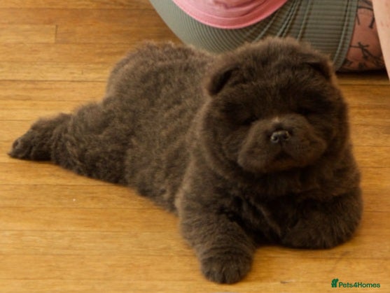 Chow Chow dogs £2800 LAST BLUE KC FEMALE AVAILABLE. - Advert 1