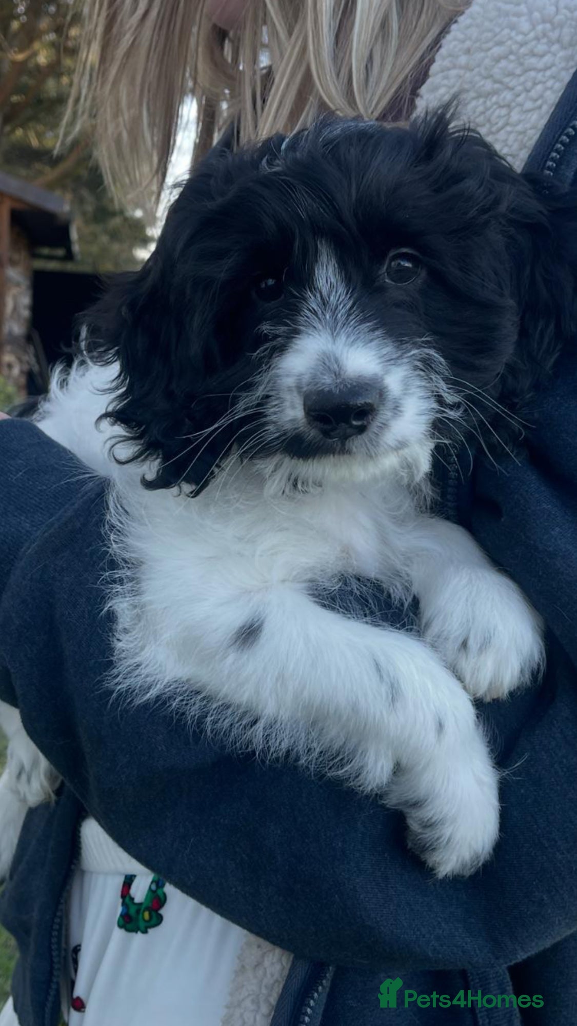 Cockapoo dogs F1 Cockapoo’s - Advert 14