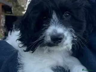 Cockapoo dogs F1 Cockapoo’s - Advert 14