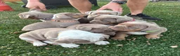 Olde English Bulldogge dogs for sale:  Olde English Bulldog Puppies L - Advert 32