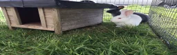 New Zealand rabbits for sale: Last New Zealand Rabbit - Advert 3