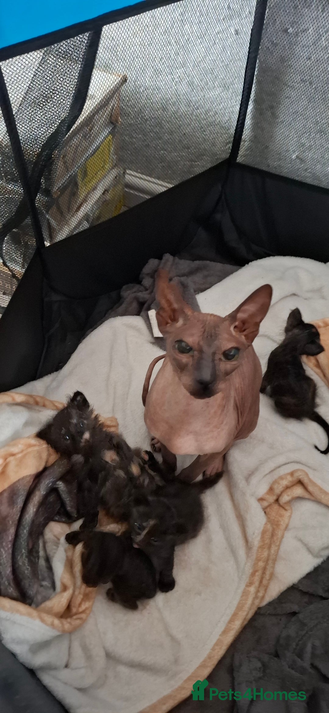 Sphynx cats for sale: Sphynx mix kittens  - Image 1