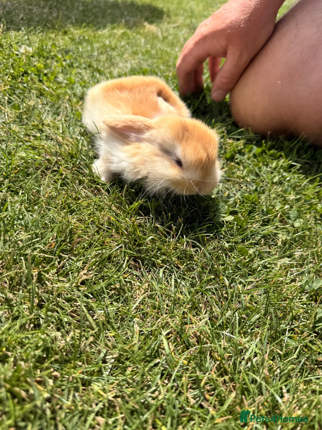Mini Lop rabbits for sale: Baby boy mini Lop for sale 💙 - Advert 5