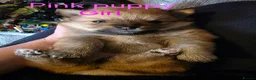Pomeranian dogs for sale: 3 Beautiful pomeranian puppies for sale - Advert 20