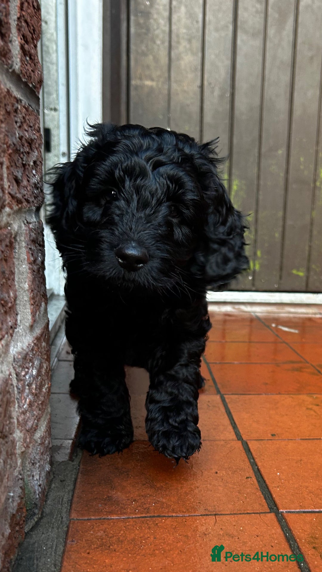 Cockapoo dogs for sale: Beautiful Cockapoo Puppies  - Advert 11