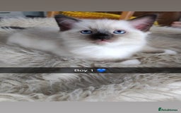 Ragdoll cats for sale: Fluffy Ragdoll Angels – 2 Girls&2 Boys Available! - Image 2