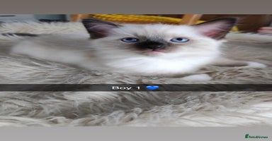 Ragdoll cats - Advert 9
