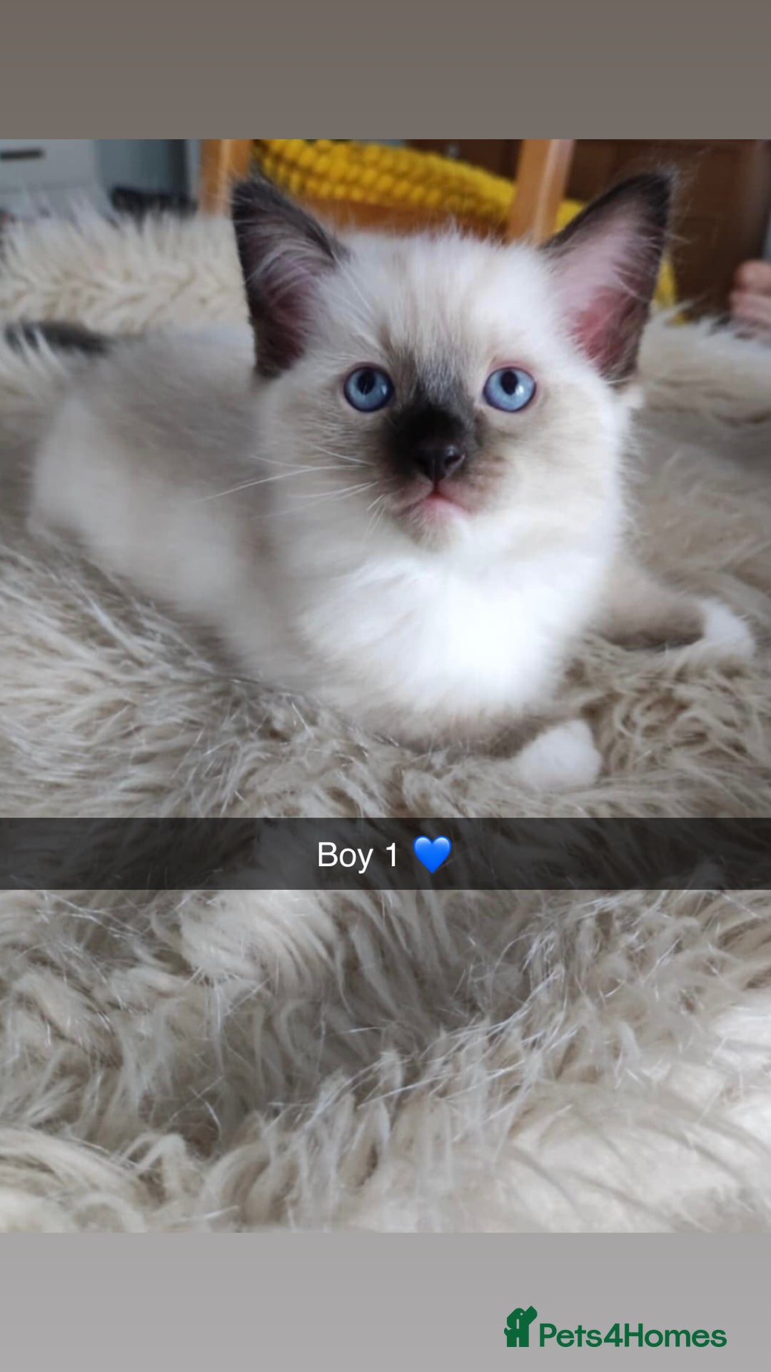 Ragdoll cats for sale: Fluffy Ragdoll Angels – 2 Girls&2 Boys Available! - Image 2