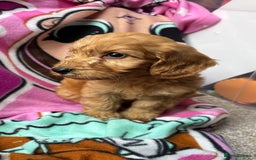 Cockapoo dogs for sale: F1 Cockapoo puppies - Advert 8