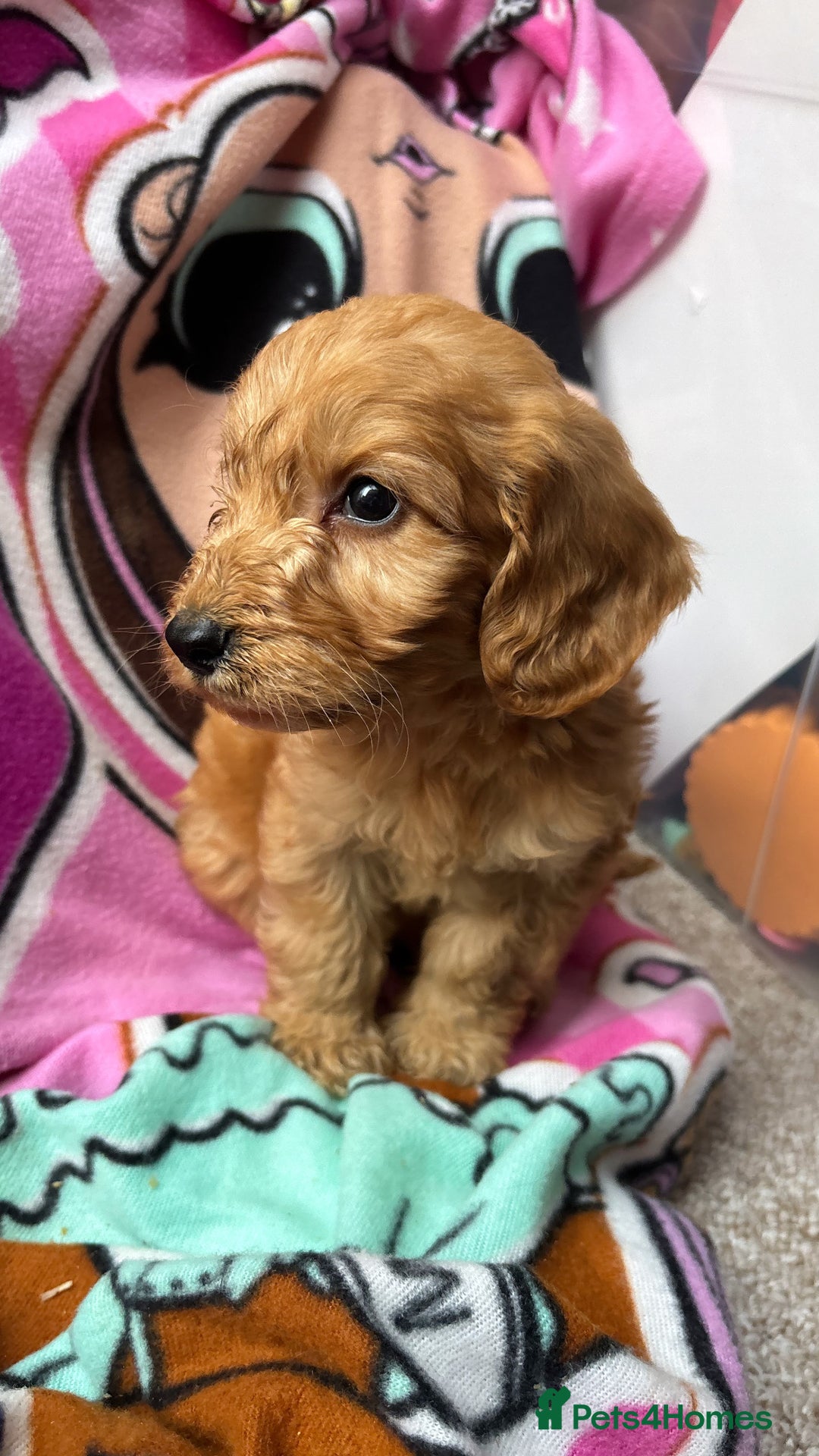 Cockapoo dogs for sale: F1 Cockapoo puppies - Advert 8