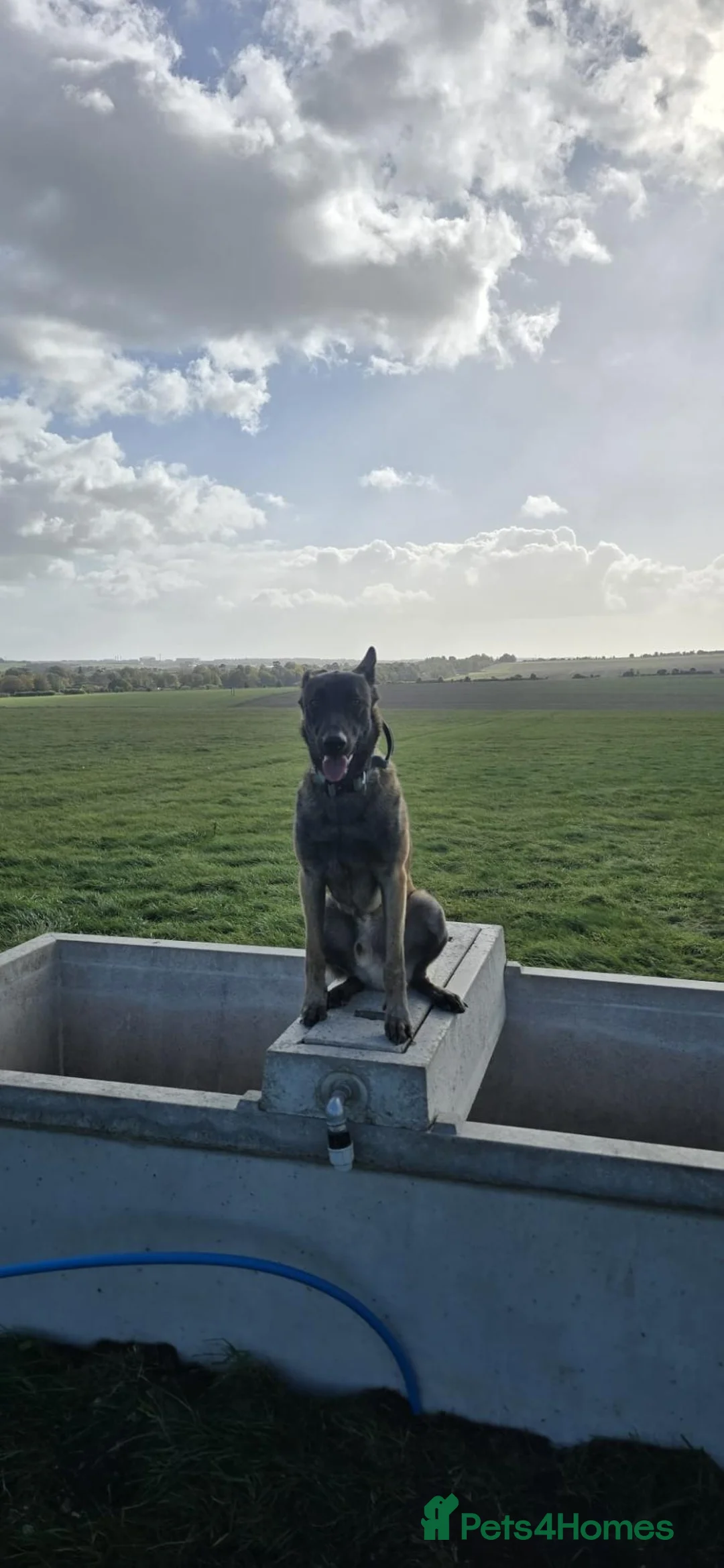 Belgian Shepherd Dog dogs for sale: 9 month Belgium Malinois  in Salisbury - Advert 5