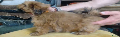 Lhasa Apso Chestnut