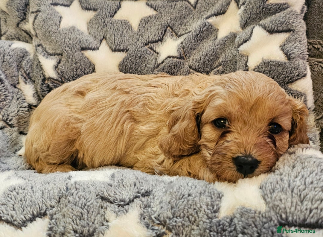 Cavapoo dogs for sale: 🐾 Gorgeous Health Tested F1 Cavapoo Puppies 🐶🐾 - Image 4