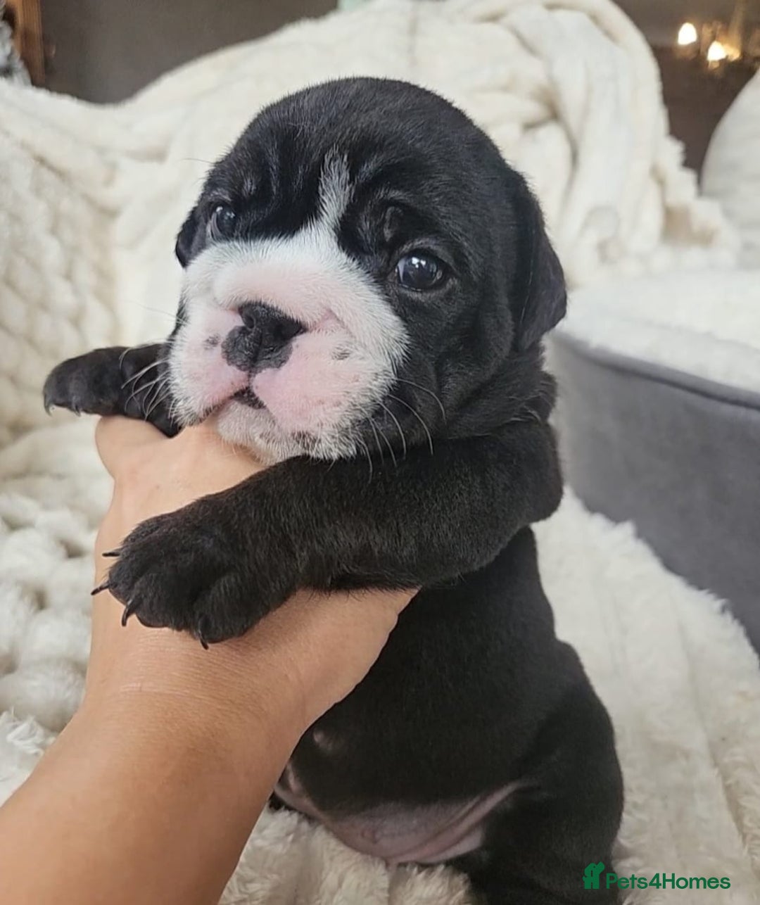 English Bulldog dogs for sale: Adorable English Bulldog Puppies - Advert 8