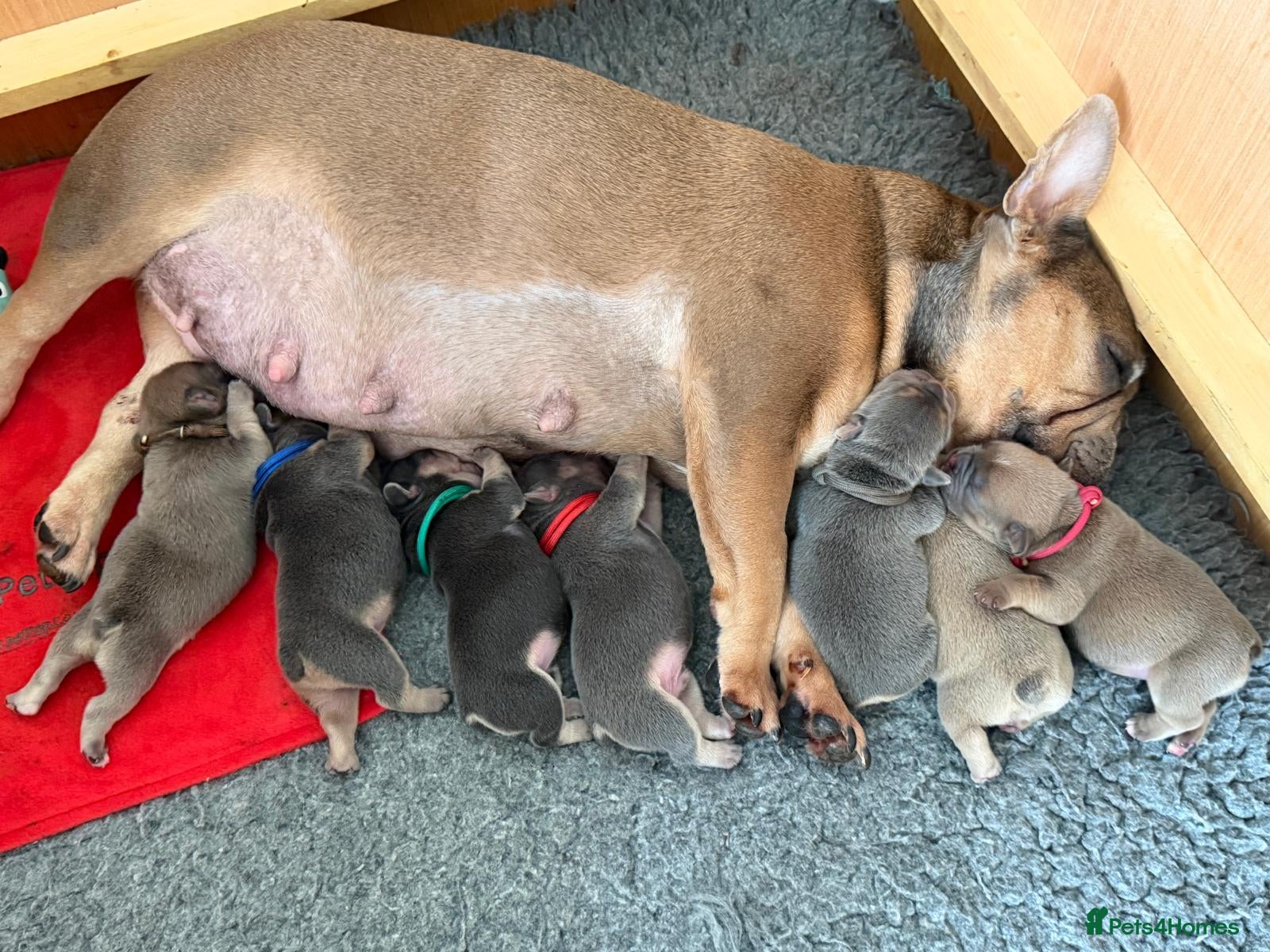 French Bulldog dogs 💥Stunning French Bulldog Puppies💥 - Advert 2