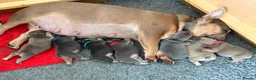French Bulldog dogs for sale: 💥Stunning French Bulldog Puppies💥 - Advert 9