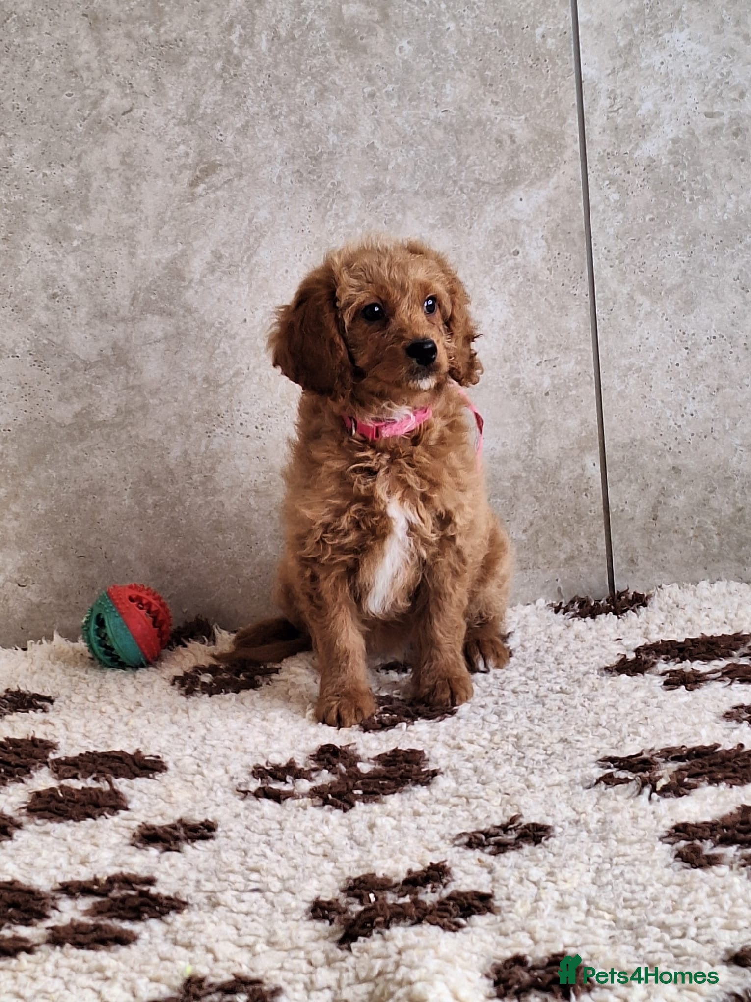 Cavapoochon dogs Cavapoochon puppies 🥰 - Advert 7