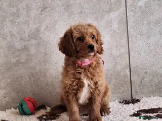 Cavapoochon dogs Cavapoochon puppies 🥰 - Advert 4