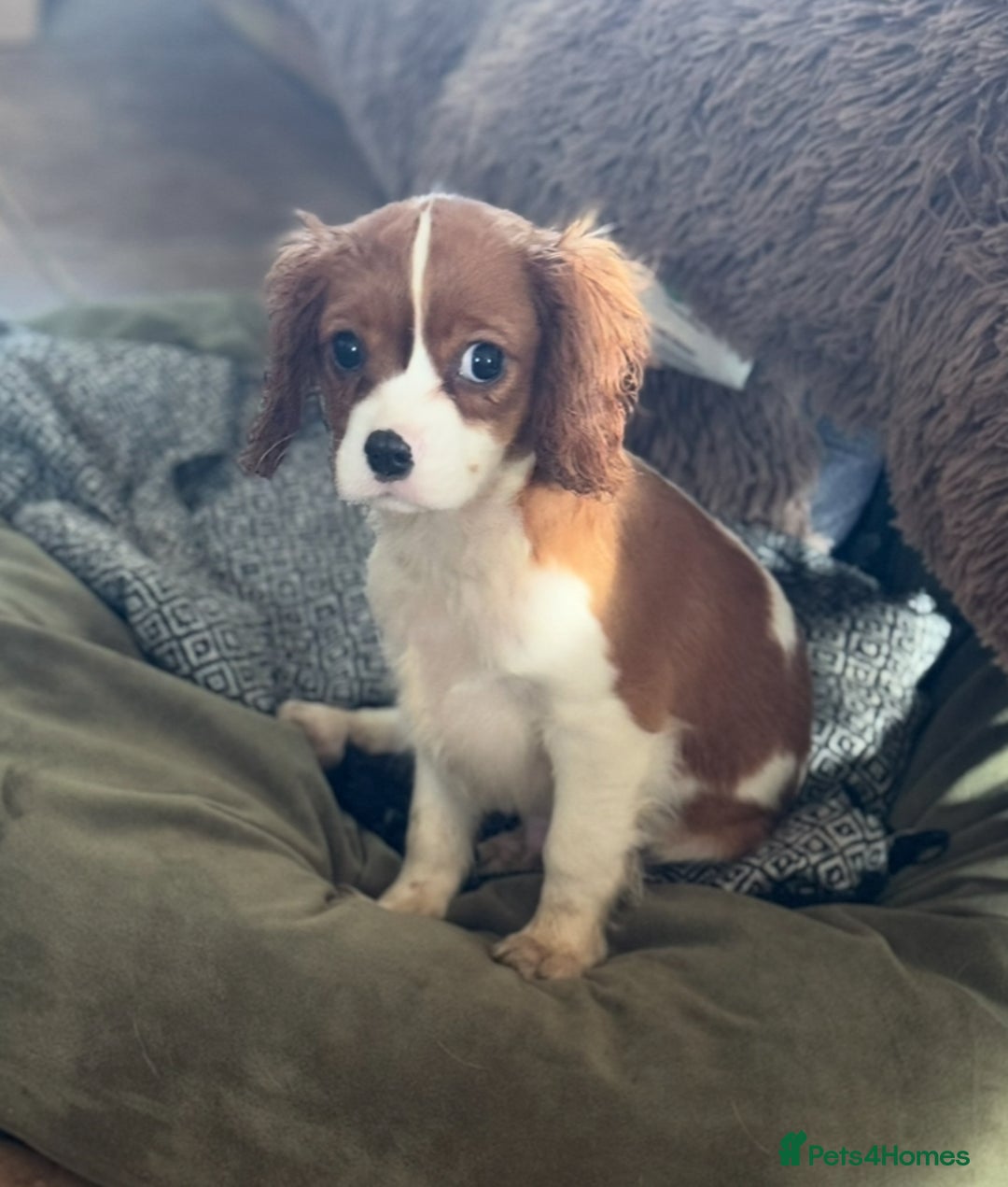 Cavalier King Charles Spaniel dogs for sale: Pippin - Health-checked Blenheim Boy - Advert 12
