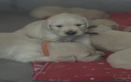 Golden Retriever dogs for sale: KC English Cream Golden Retriver puppy’s  in Sleaford - Image 27