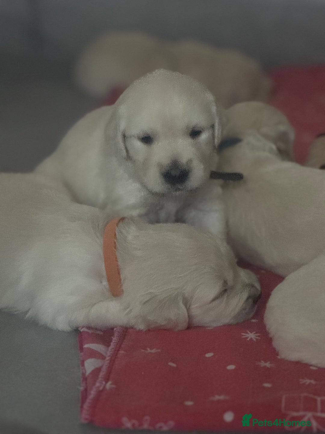 Golden Retriever dogs for sale: KC English Cream Golden Retriver puppy’s  in Sleaford - Image 27
