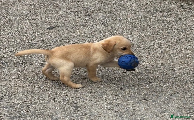 Labrador Retriever dogs - Advert 16