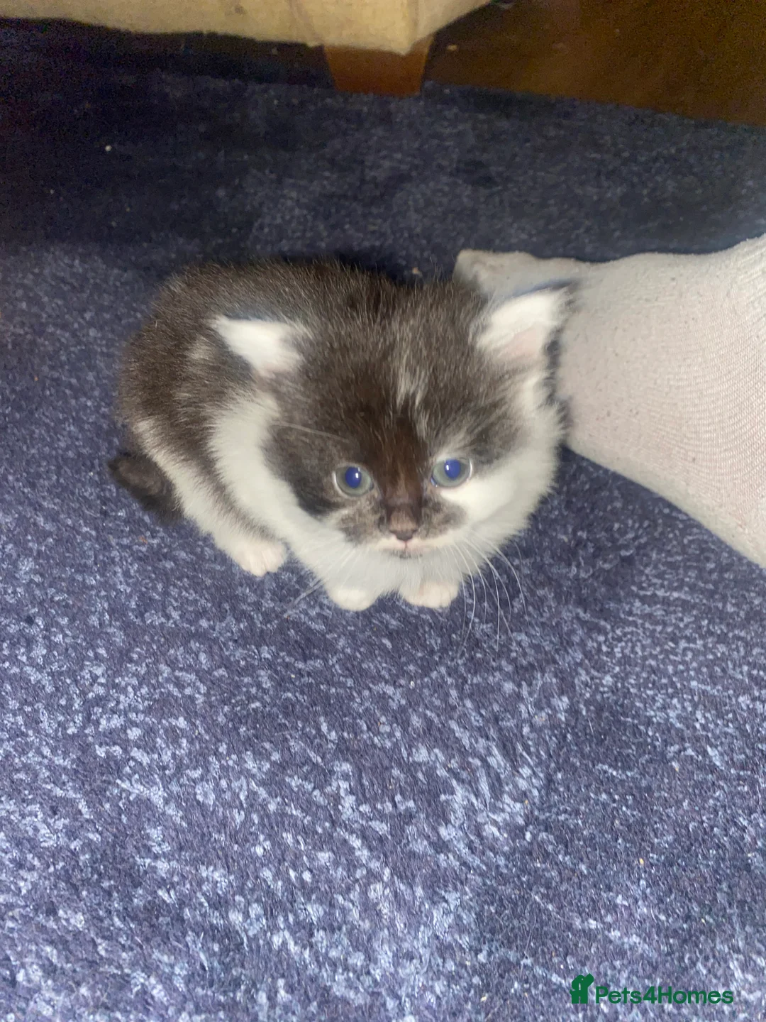 Mixed Breed cats for sale: 3 adorable kittens  - Advert 4