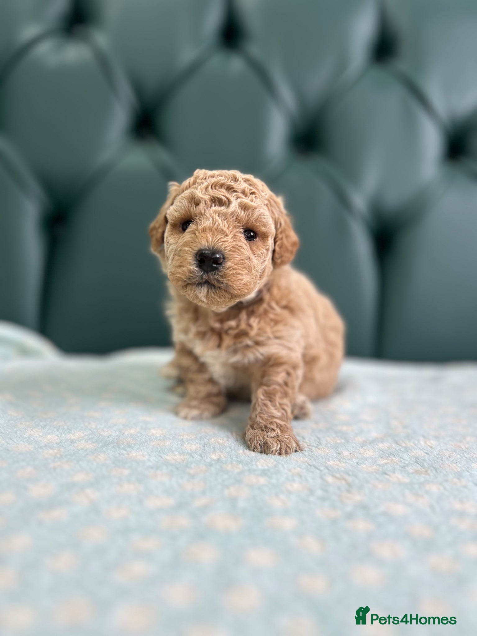 Poochon dogs for sale: 5⭐️ Licensed. Health tested Poochons - Advert 4