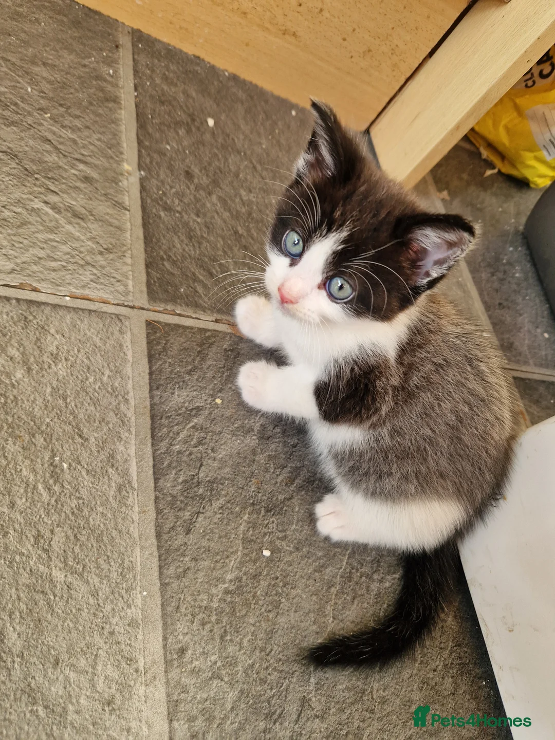 Mixed Breed cats for sale: Maine coon cross - Advert 13