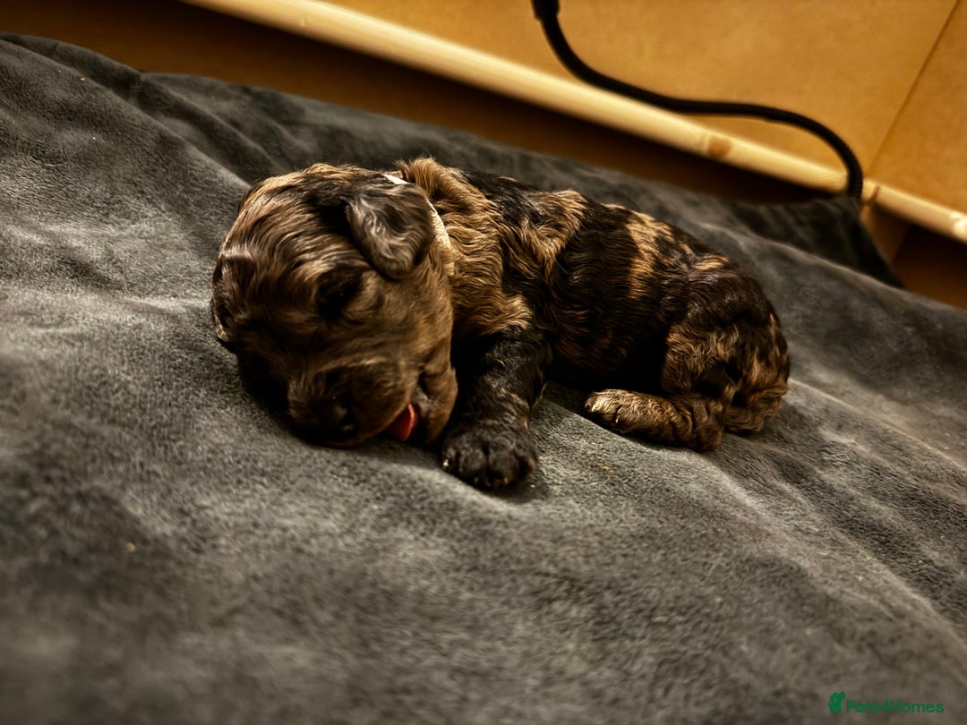 Miniature Poodle dogs for sale: Striking merle and black Miniature Poodle Puppies - Advert 33