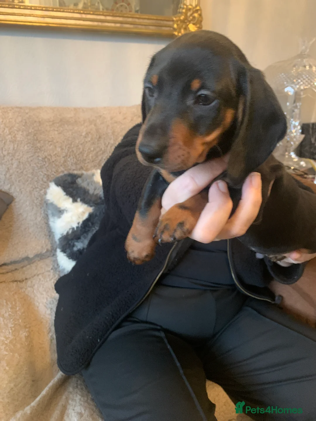 Dachshund dogs for sale: Dachshund puppies  - Advert 6