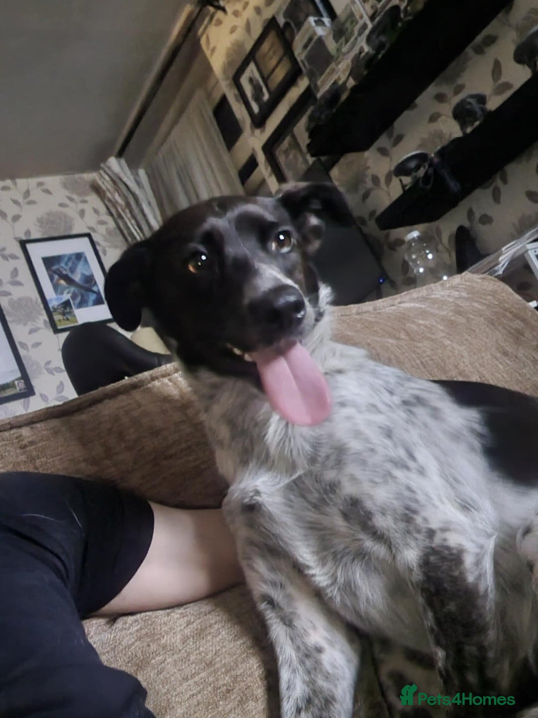 Mixed Breed dogs for sale: naomi - Image 3