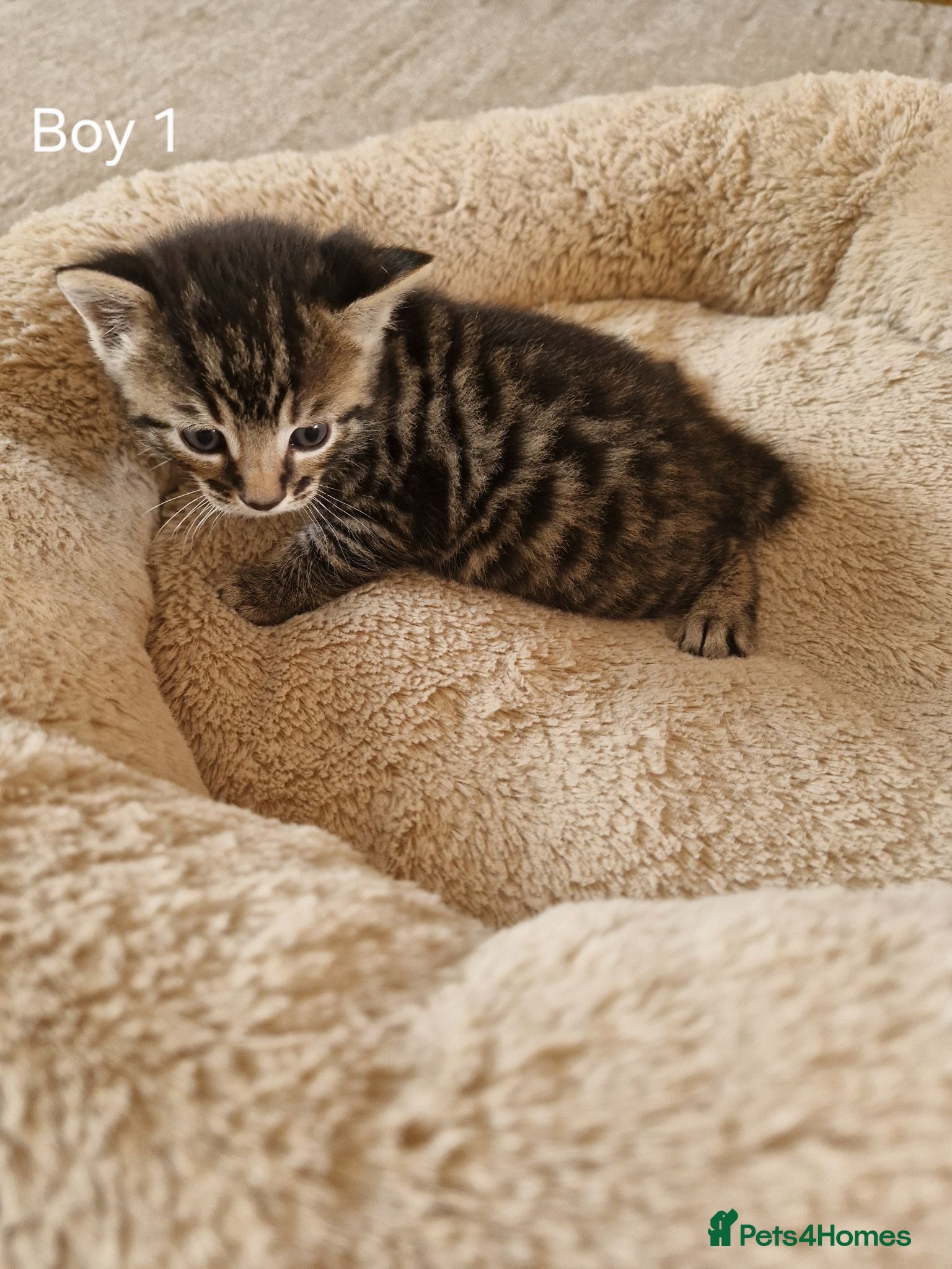 Domestic Shorthair cats Beautiful Domestic Shorthair Tabby Male Kitten - Advert 20