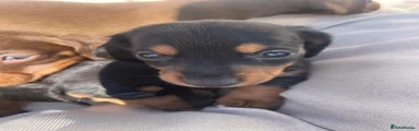 Dachshund 4