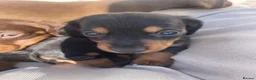 Dachshund dogs for sale: 7 Beautiful Dachshund Puppies - Advert 12